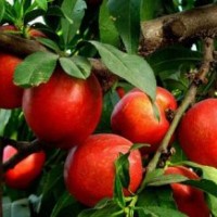 山東桃苗基地 專(zhuān)業(yè)供應(yīng)嫁接桃樹(shù)苗 香甜柔嫩水蜜桃樹(shù)苗 桃樹(shù)小苗