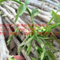 核桃小苗當年掛果，早實核桃苗批發(fā)，薄殼核桃苗苗圃