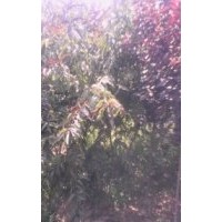 哪里有便宜梨樹苗山西梨樹苗價格供應(yīng)商