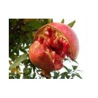 石榴苗的首選品種/軟子石榴苗/無子石榴苗