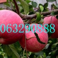 神富一號蘋果苗，煙富八蘋果苗，煙富零蘋果苗