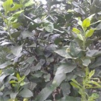 供應(yīng)正宗福建（永春）蘆柑苗