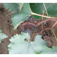 100萬(wàn)棵山東平邑藤稔葡萄苗批發(fā)銷售基地