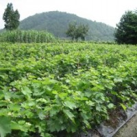 長期供應(yīng)葡萄苗