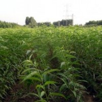 長期供應(yīng)桃樹苗