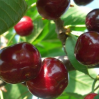 預售成品大櫻桃苗（車厘子），品種全