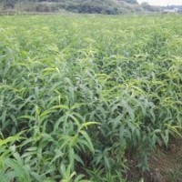 早熟桃、朝暉、朝霞、春雪、春美、白玉