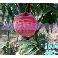 映霜紅桃苗廠家