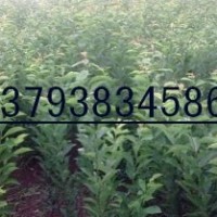 李子苗價格 秋姬李子苗價格 晚熟李子苗