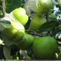 供應(yīng)正宗蜜絲棗苗大青棗苗牛奶棗苗