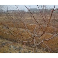 出售三年生桃樹