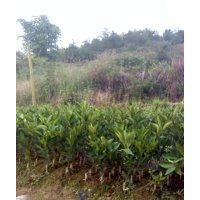 供應(yīng)桂橙一號(hào)鹿寨無(wú)核蜜橙優(yōu)質(zhì)果苗