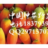 2016最有前景水果 紅參果種苗供應(yīng)