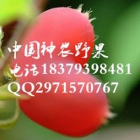 最美水果相思果種苗批發(fā)供應(yīng)