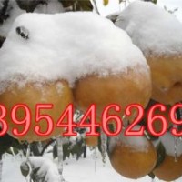 梨樹苗基地 臨沂晚秋黃梨苗基地