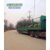 河北柿樹報價 滿城區(qū)柿子溝大量柿樹出售