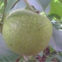 批發(fā)麻核桃苗：（ 發(fā)展庭院麻核桃是一個不錯的致富選擇）