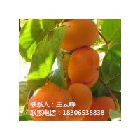 柿子苗、濱河苗木銷售柿子品種喵