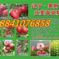 蘋果苗;吉林耐寒蘋果苗，寒富蘋果苗