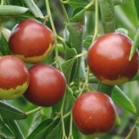 供棗樹苗 臨沂棗樹苗 棗樹苗基地