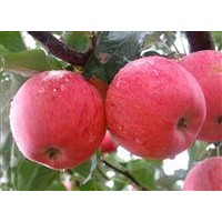 供應(yīng)李子 蘋(píng)果，梨，桃