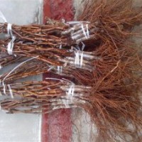 大量批發(fā)占地葡萄苗、金葉榆等苗木