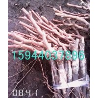 吉林葡萄苗，著色香葡萄苗批發(fā)，佳木斯葡萄苗