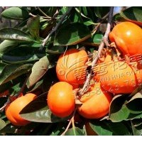 基地直銷日本甜柿次郎苗包技術磨盤柿子苗包郵牛心柿子嫁接樹苗