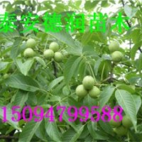 中農(nóng)短枝核桃苗報(bào)價(jià) 廠家