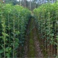 內(nèi)江市桂花苗、利源桂花、淘寶桂花苗