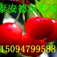 大櫻桃苗 福晨櫻桃苗價(jià)格