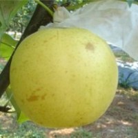十堰梨苗,湖北果樹(shù)苗,黃金梨苗