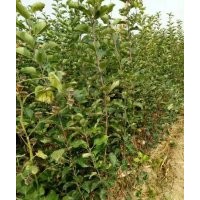 供應(yīng)蘋(píng)果苗