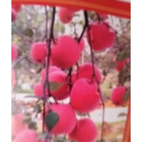 新平苗圃出售優(yōu)質(zhì)蘋果苗木2公分至4公分數(shù)量大