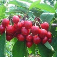 魯粒大棚葡萄苗、櫻桃、山東櫻桃廠(chǎng)家