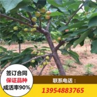 矮化大櫻桃苗價(jià)格 車(chē)?yán)遄訖烟覙?shù)苗價(jià)格
