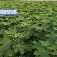 金華無花果苗,小葉無花果專業(yè)種植,金華無花果苗批發(fā)