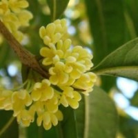 雙橋區(qū)桂花小苗|莎莎園藝|桂花小苗報(bào)價(jià)