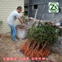 龍眼樹苗、石峽、儲良、眾順農(nóng)業(yè)