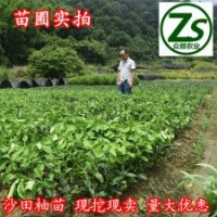 沙田柚樹苗、三紅蜜柚、紅心蜜柚