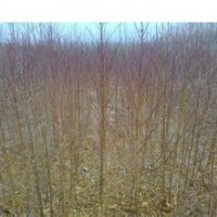 桃樹苗 山西桃樹苗 桃樹苗管理