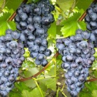 紅芭拉蒂葡萄|魯粒大棚葡萄苗|紅芭拉蒂葡萄銷售商