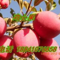 雞心果苗2萬(wàn)株，龍豐蘋(píng)果苗1萬(wàn)株