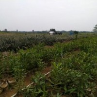 桂熱一號澳洲堅果苗 桂熱1號