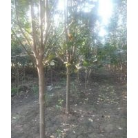 海棠|星衛(wèi)海棠|海棠綠化苗木基地