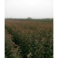 海棠占地苗,海棠,星衛(wèi)苗木(查看)