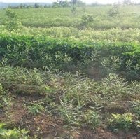 皂角樹苗報價,皂角樹苗,李鐵梁苗木(查看)