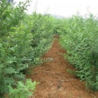 宜昌皂角苗,洛陽李鐵梁苗木,皂角苗種植技術(shù)