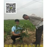 栽植核桃苗要注意些什么？