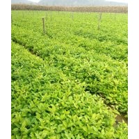 五味子苗，五味子苗價(jià)格